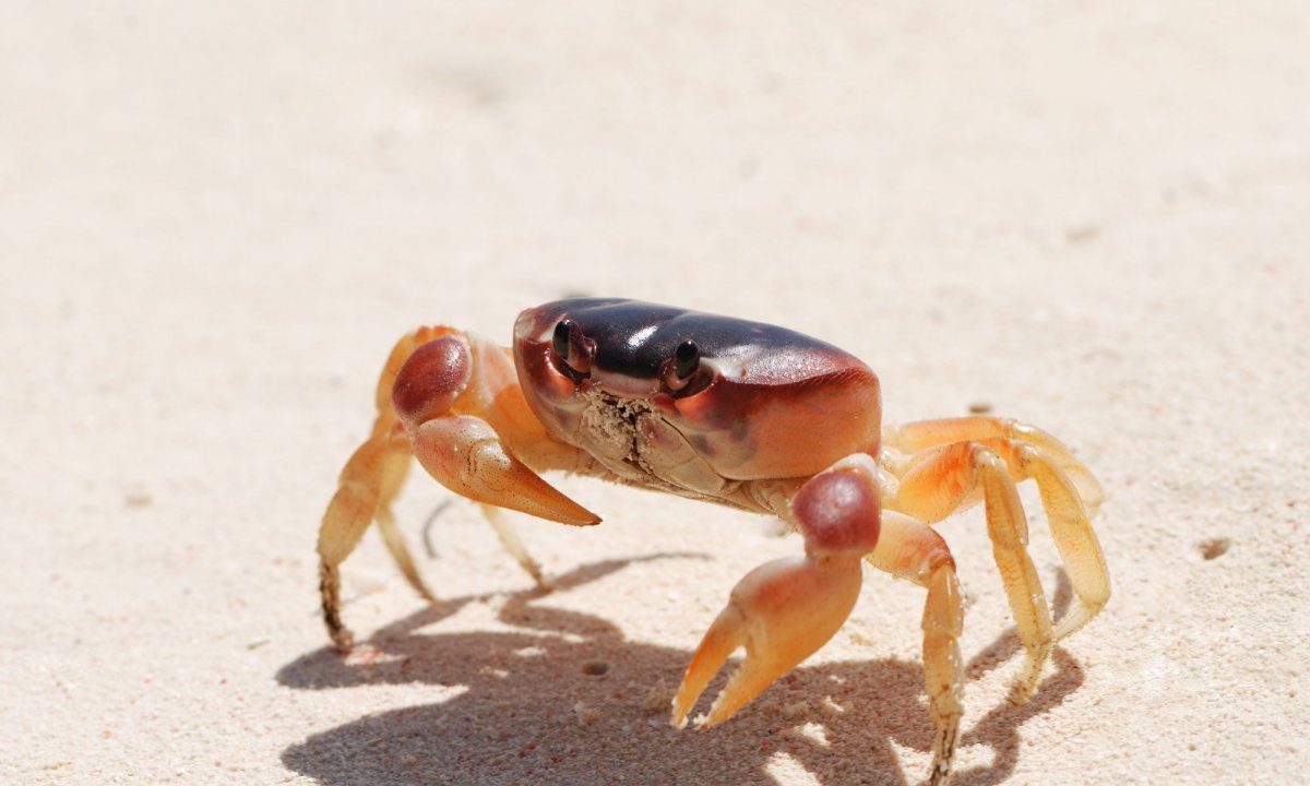 boca-chica-republica-dominicana-2