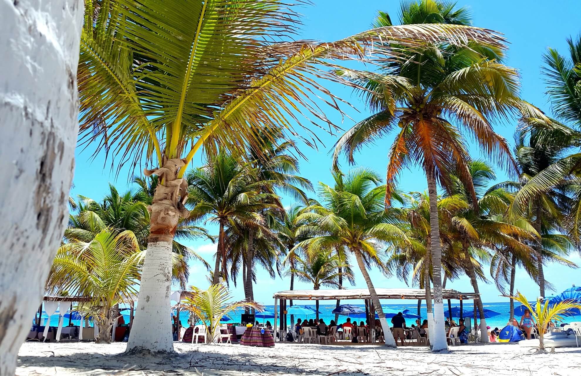 palm-trees-beach-against-blue-sky (1) (1) (1)